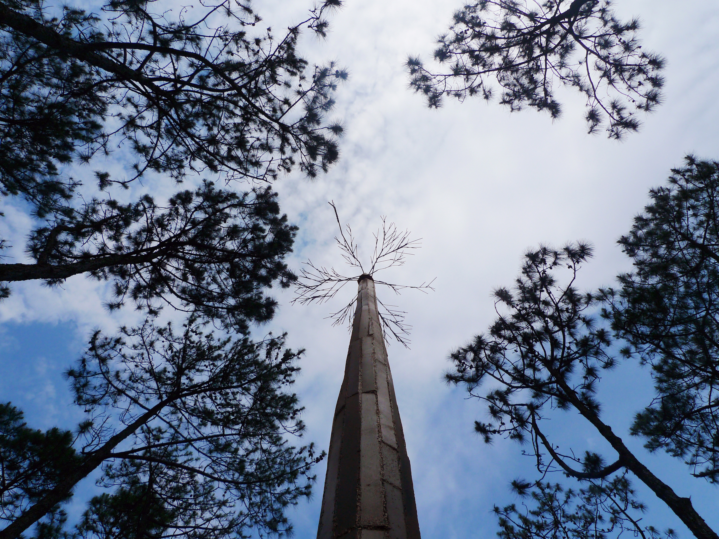 Listening to the Pine Wind (1).jpg